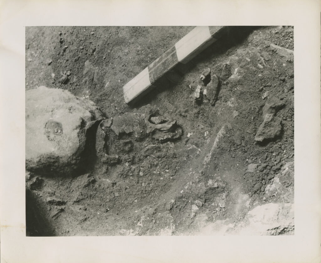 Part of a skull is visible within a plot of dirt below a striped ruler.