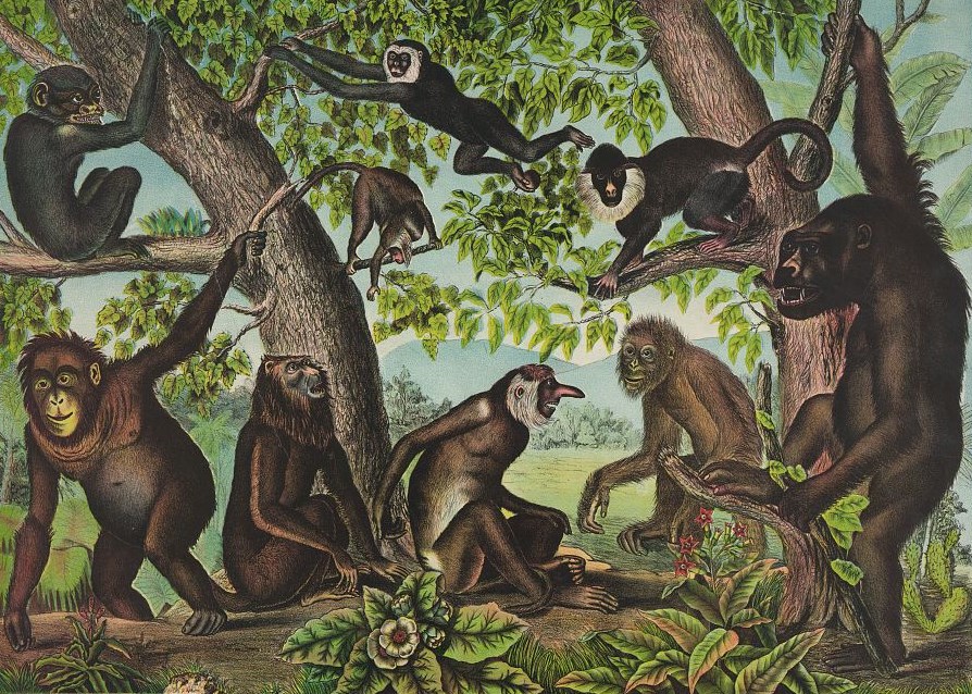 An illustration features a group of various nonhuman primates sitting and hanging in treebeds.