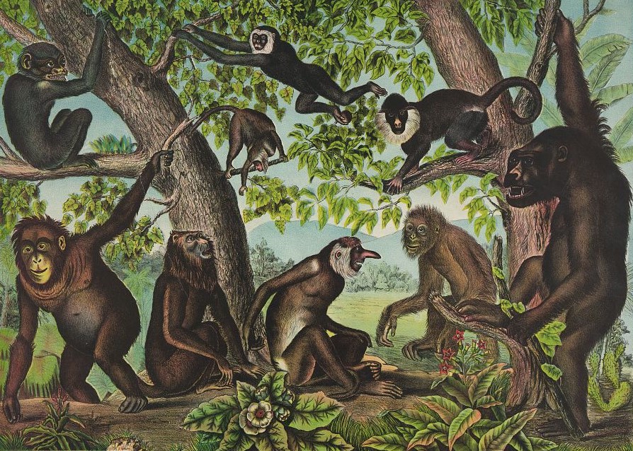 Nonhuman Primate Diversity – SAPIENS