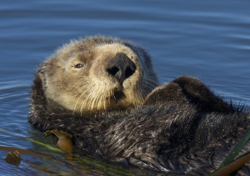 The 18th- and 19th-century fur trade wiped out British Columbia’s sea otter population. The sea otter’s successful recovery today has led to a decline in shellfish in areas where the otters thrive, causing a crisis in sustainable fishing.