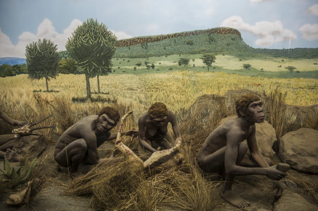 A diorama at the Nairobi National Museum portrays early hominids processing game with tools. But which of the ancestors of Homo sapiens was the first to butcher animals?