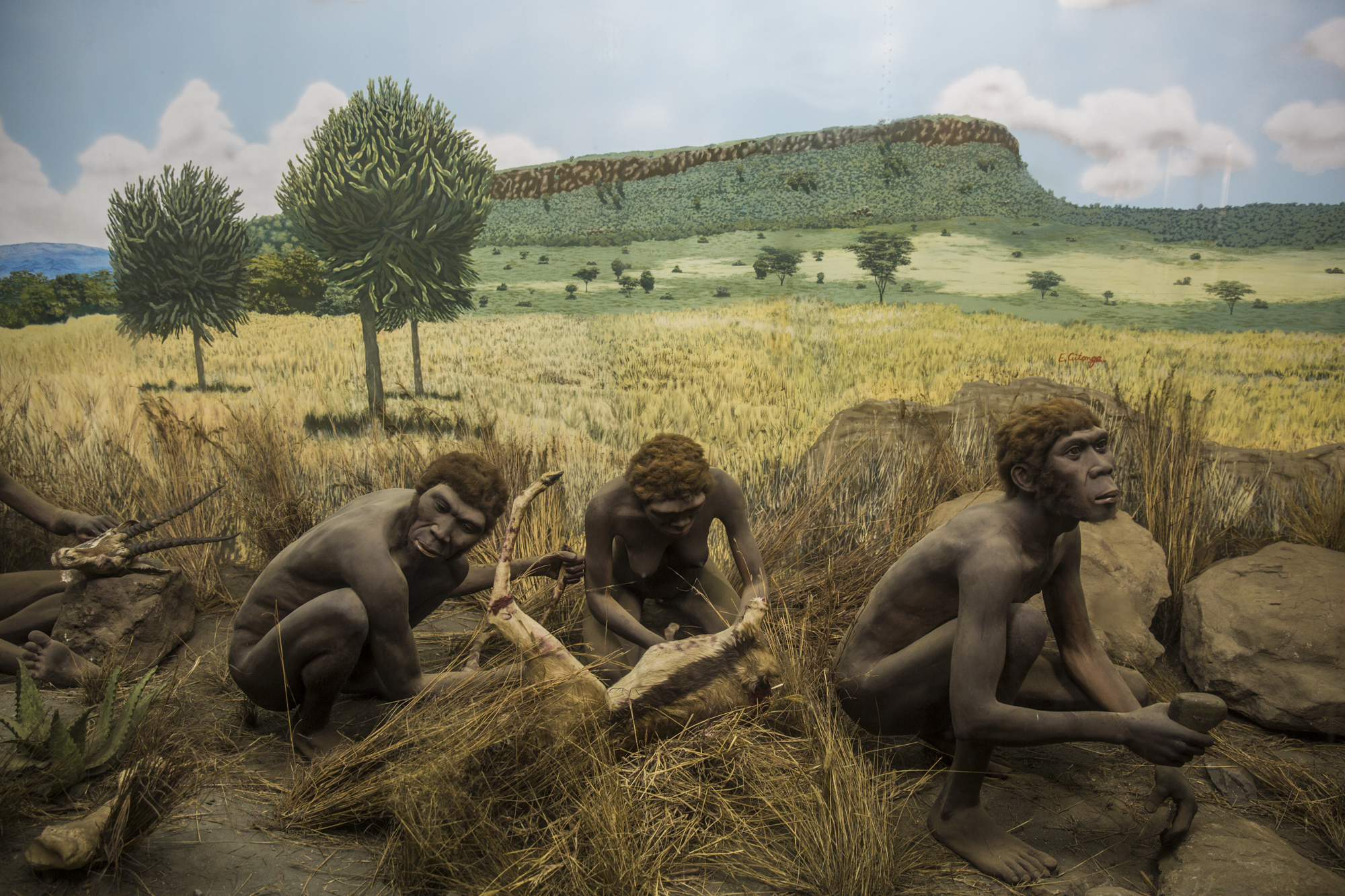 Homo Habilis Tools Homo Habilis Tools