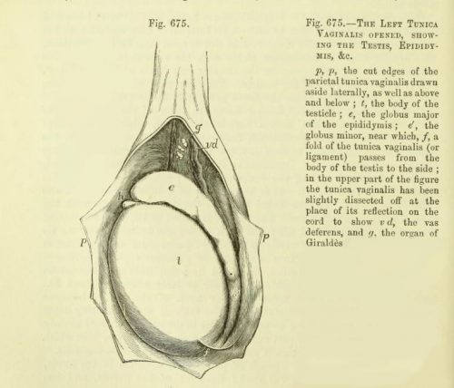 The 19th Century anatomist Jones Quain dissected the human testicle, as illustrated by this engraving.