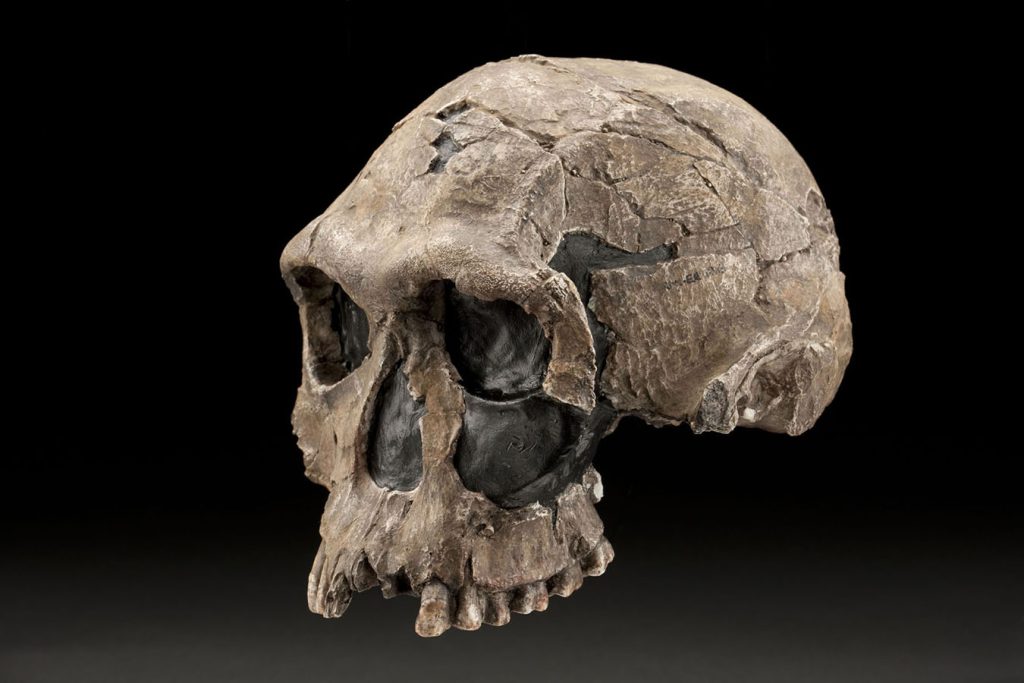 Skull of Homo habilis. The species Homo habilis—meaning “handy man”—was long thought to be the earliest ancestor of Homo sapiens who made tools to butcher animals for food.