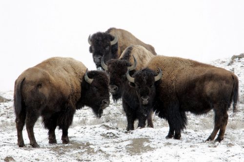 For many centuries, bison was served as a primary meat source for Native populations, including the Blackfeet tribe in present-day Montana.