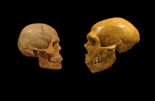 neanderthal extinction - Humans and Neanderthals face off at the Cleveland Museum of Natural History.