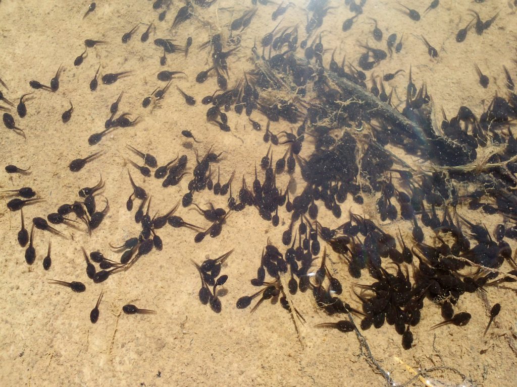 Not all frogs begin as tadpoles. However, Lazzaro Spallanzani was the first to show that all frogs, dogs, and humans begin growing only if a male contributes his essence to the process.