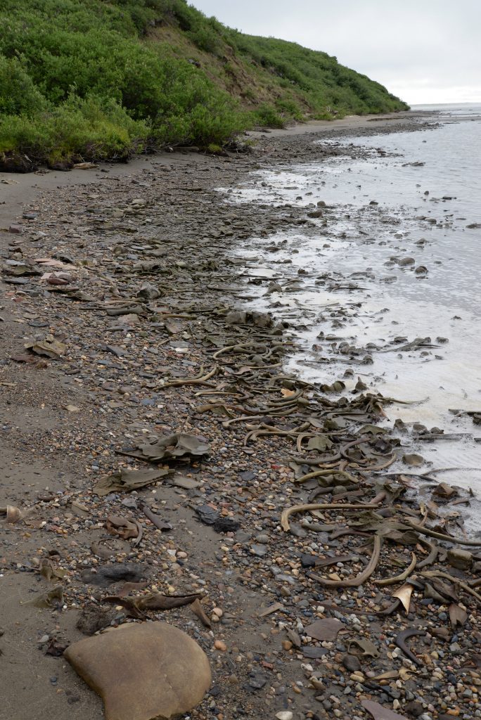 As the coast erodes, beluga bones are washing from archaeological sites onto the beach.