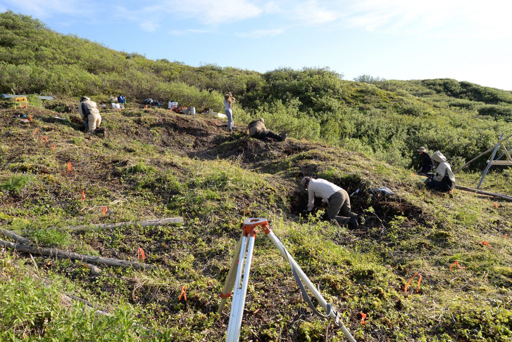 After clearing the thick willow brush, archaeologist Max Friesen and his team began excavating Kuukpak.