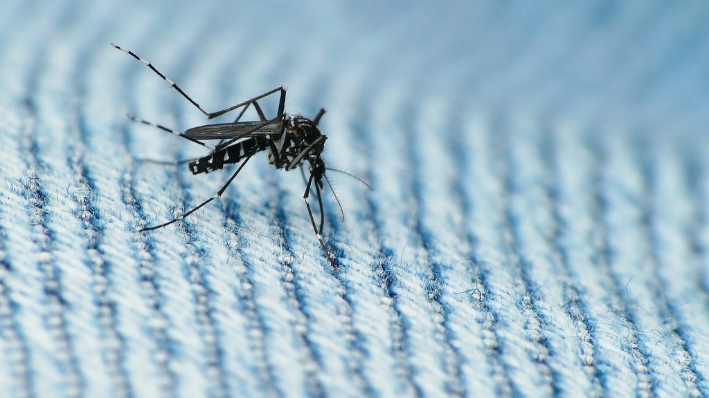 The Asian tiger mosquito is the main carrier of many modern plagues, including dengue fever, yellow fever, the chikungunya virus, and, most recently, the Zika virus.