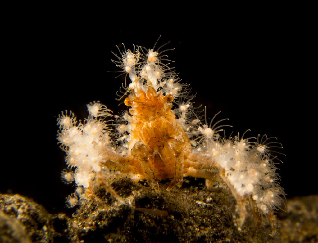 Some decorator crabs attach other animals, like anemones, to their bodies.