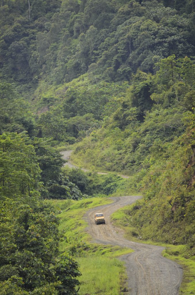 A jagged road works its way through a tangled forest.