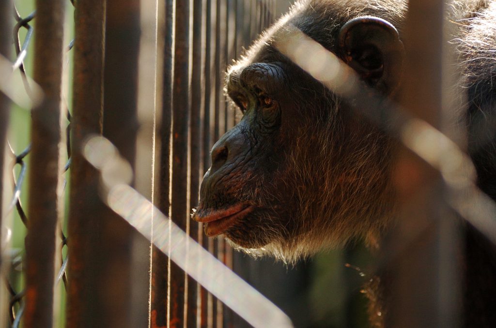 A New York State Supreme Court ruling in 2014 decided that chimpanzees are not persons with rights because they cannot bear legal duties and responsibilities. But this is a double standard that needs to be examined.