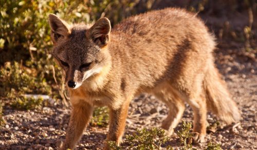 The critically endangered island foxes on San Nicolas Island, California, are a diminutive descendent of grey foxes from the mainland. Island foxes weigh between 1 and 3 kilograms.