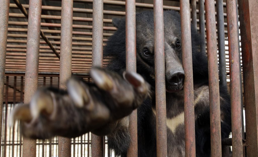 Social media platforms can be used to perpetuate the trafficking of animals and animal products such as bear bile, which is commonly harvested from Asiatic black bears.