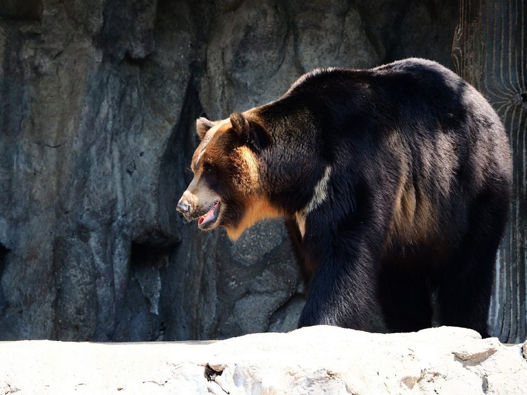 The endangered Asiatic black bear is a medium-sized bear species that resides in areas throughout Asia, from the Himalayas to Japan.