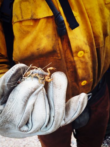 Inmate firefighters - Each prison fire crew is unique in character, yet each has some form of initiation ritual that marks the entrance into what one crew member jokingly called “the most elite group of convicts you’ll ever meet.” One crew that has upped the ante on this initiation rite requires each new member to eat a live scorpion. A veteran crew member found the one pictured here while sawing the limbs from a burned manzanita tree. The crew gathered round, hooting and hollering, as the newest member officially became part of the group.
