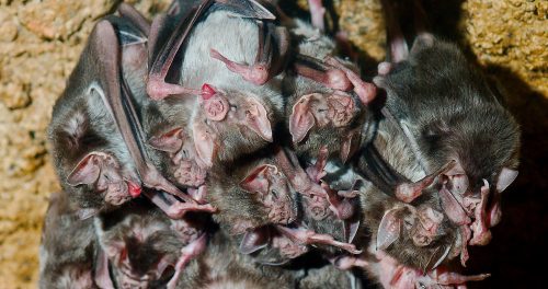 How did human friendship evolve? Vampire bats offer a unique opportunity to study the phenomenon of friendship through observing their strong and unique social bonds.