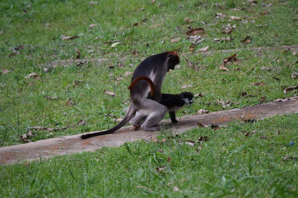 Researchers in Uganda observed this very unusual mating behavior—a male red colobus monkey mounting a female red-tailed guenon.