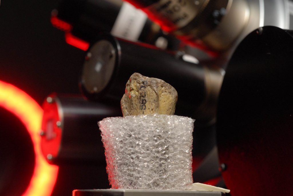 Using computerized tomography scans, anthropologists characterized fractures in Lucy’s right shoulder that suggest she tried to break a fall.