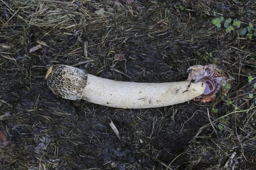 sexual evolution - Earth is brimming with organisms that sexually reproduce—even stinkhorn fungi do it.