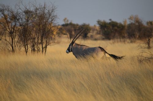 Early human migration - The oryx is one of the many mammal species that may have led early modern humans out of—and in some cases back into—Africa during migrations over the last 100,000 years.