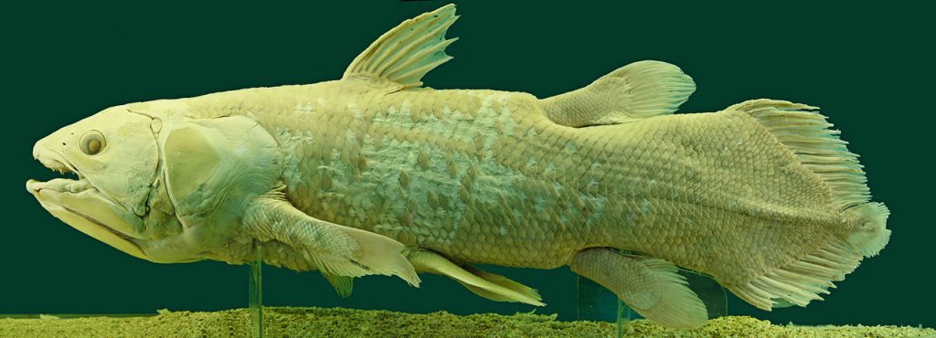 Sexual evolution - Pelvic fins found on fossil fish (not unlike those on the living coelacanth above) are arguably evidence of the first “true intromittent organ”—that is, one that inserts into another organism during sexual intercourse.