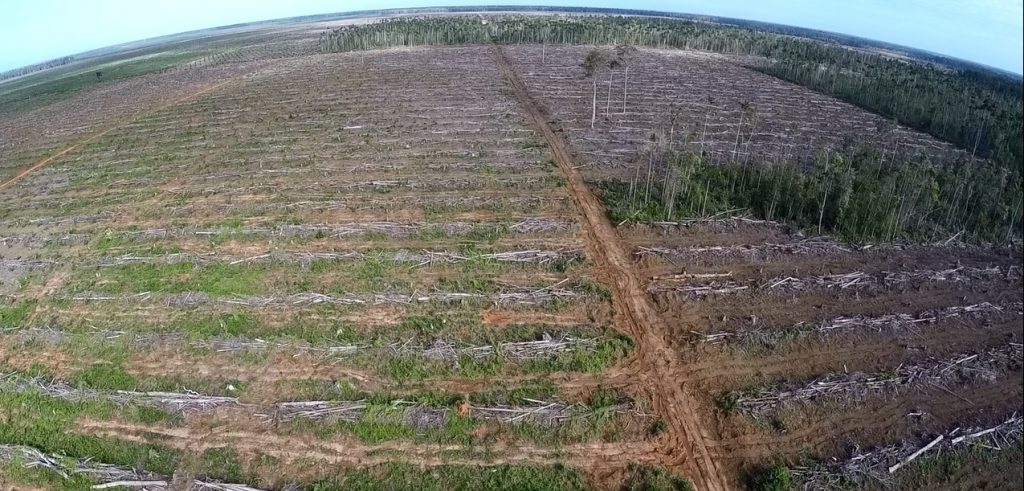 As the global demand for food and fuel grows, so does the need for land—often resulting in extensive deforestation, as illustrated here by this area of land cleared for an oil palm plantation.