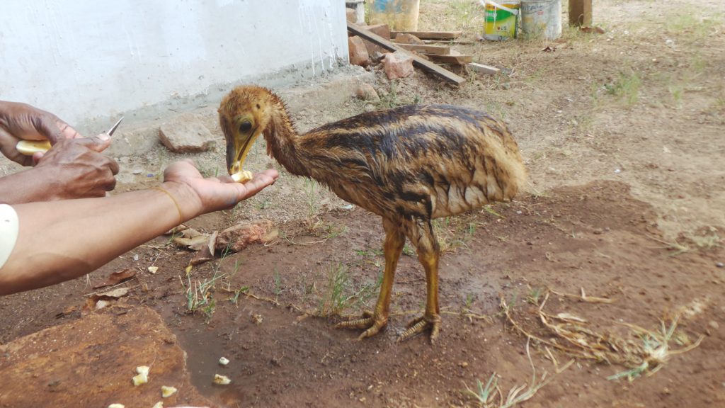 In the Upper Bian region, pets like Ruben challenge our views about the relationship between humans and wild animals.
