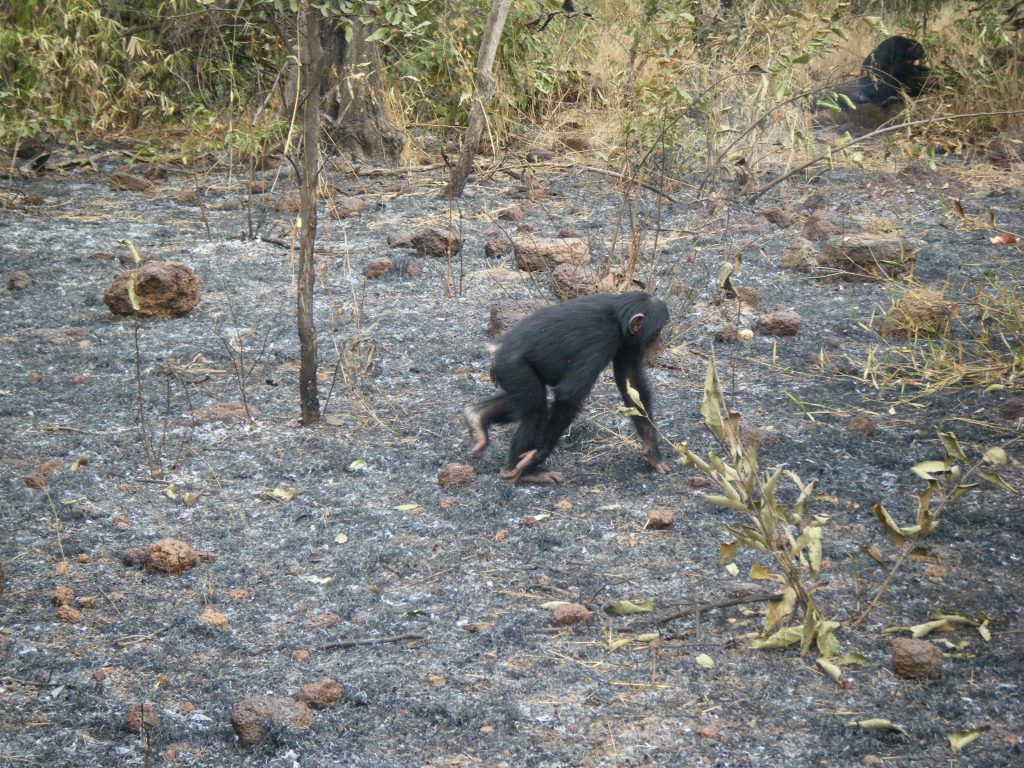Neanderthal fire - Chimpanzees cannot make fire but they clearly understand its behavior.