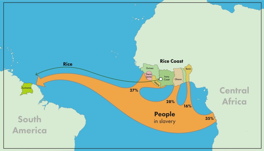 Slaves taken from countries along the “rice coast” of Africa brought with them their knowledge about the crop.