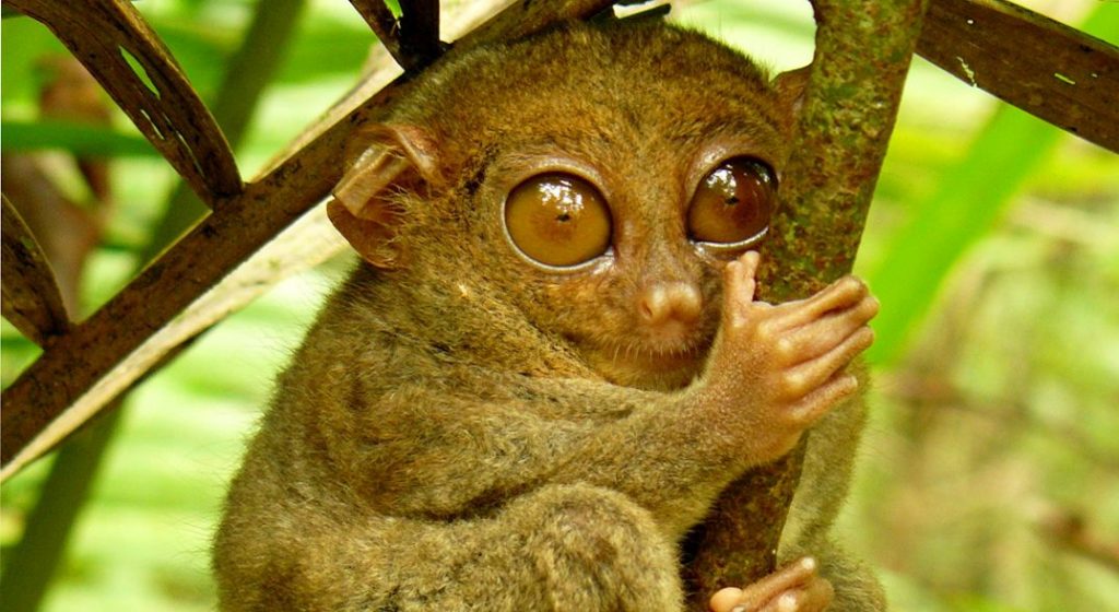 Primate extinction - The Philippine Tarsier, a small primate increasingly threatened by habitat destruction and the pet trade, is just one example of many of rapidly declining primate numbers throughout the world.