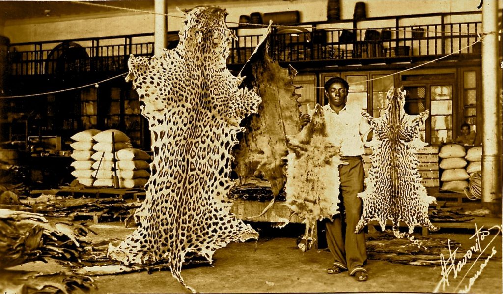 Amazon hunting - During the commercial hunting era, at least 23 million animals were hunted for their pelts and skins.