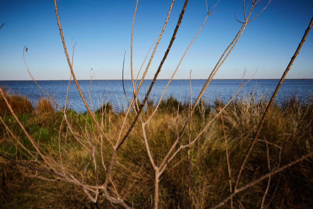 The levee just beyond the Dardars’ backyard.