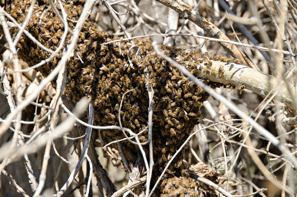 dream interpretation Islam - Everyday phenomena take on new meanings when viewed through the interpretive lens of eighth-century Muslim dream scholar Ibn Sirin. Bees, for example, represent prosperity or a dangerous adventure, whereas seeing a beehive and removing honey from it means earning money lawfully.