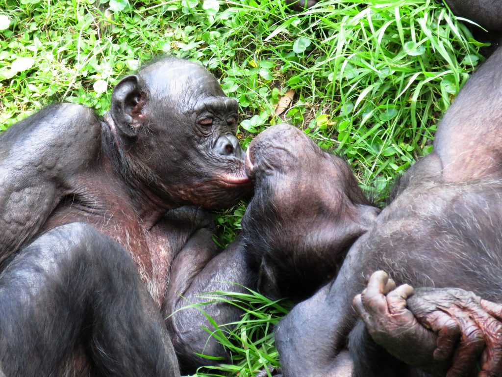 Human sex evolution - Bonobos use copious amounts of sex as a social glue.