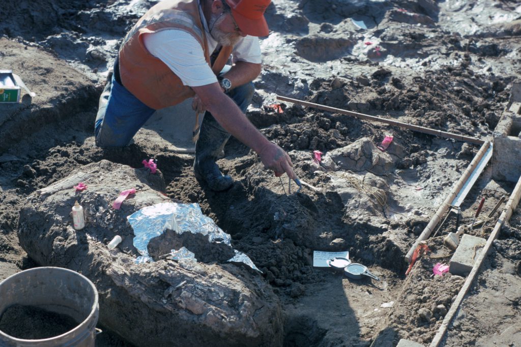 Rock fragments found near part of a mastodon tusk in San Diego, California, suggest that a hominin species lived there about 130,000 years ago. The finding could dramatically alter the narrative of when humans arrived in North America.