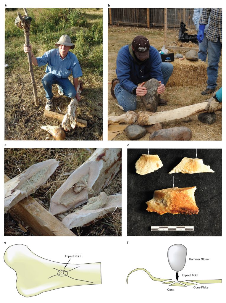 Mastodon bones human migration - The breaks in mastodon bones found at a research site in California matched the breakage patterns observed by the researchers when they used stones to hammer elephant and cow bones in experiments.