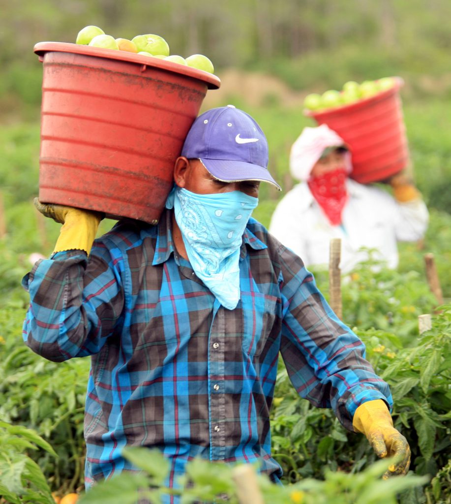 Two men in plaid shirts and bandanas tied around their faces carry large baskets of produce.