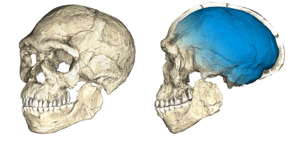 Oldest Homo sapiens fossils - A reconstruction based on fossils found at Jebel Irhoud shows that these 300,000-year-old Homo sapiens had faces like modern humans but a more archaic braincase (in blue).
