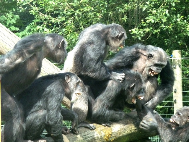 Human evolution violence - Harvard scientist Richard Wrangham has argued that male violence in human evolution, like with chimpanzees, allowed aggressive males to gain positions of power and ultimately achieve better reproductive success.
