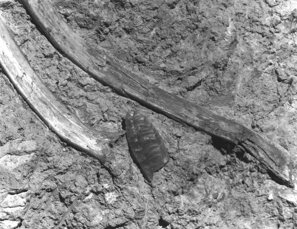 Folsom point - This broken spear point found between two bison ribs ultimately changed not only the field of archaeology but also the narrative surrounding Native Americans in North America.