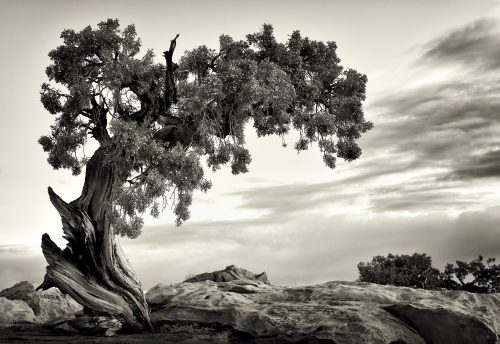 To Hopi traditionalists—Hopis who practice traditional culture—the humble one-seed juniper tree has deep cultural meaning.