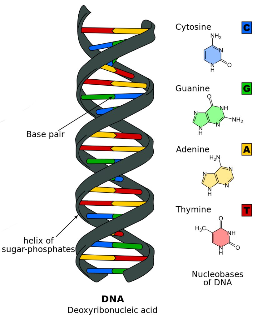 molecular clocks