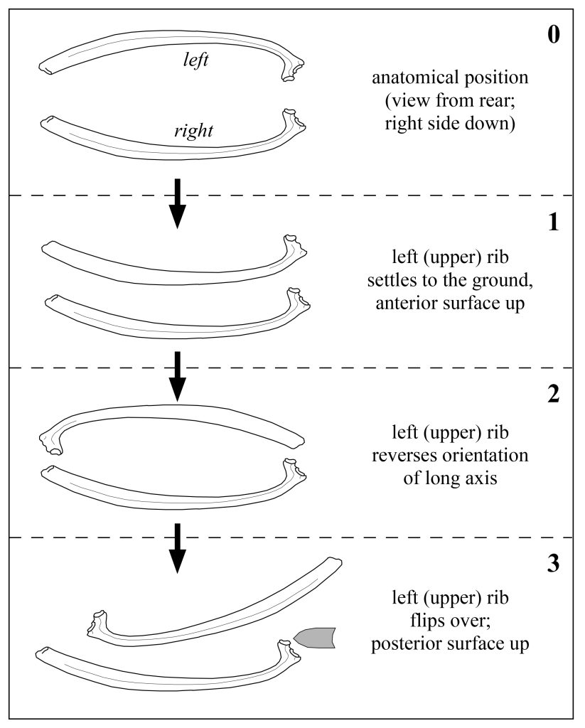 One look at the bison ribs that sandwiched the famous Folsom point made zooarchaeologist R. Lee Lyman realize that they were originally from opposite sides of the animal’s rib cage.