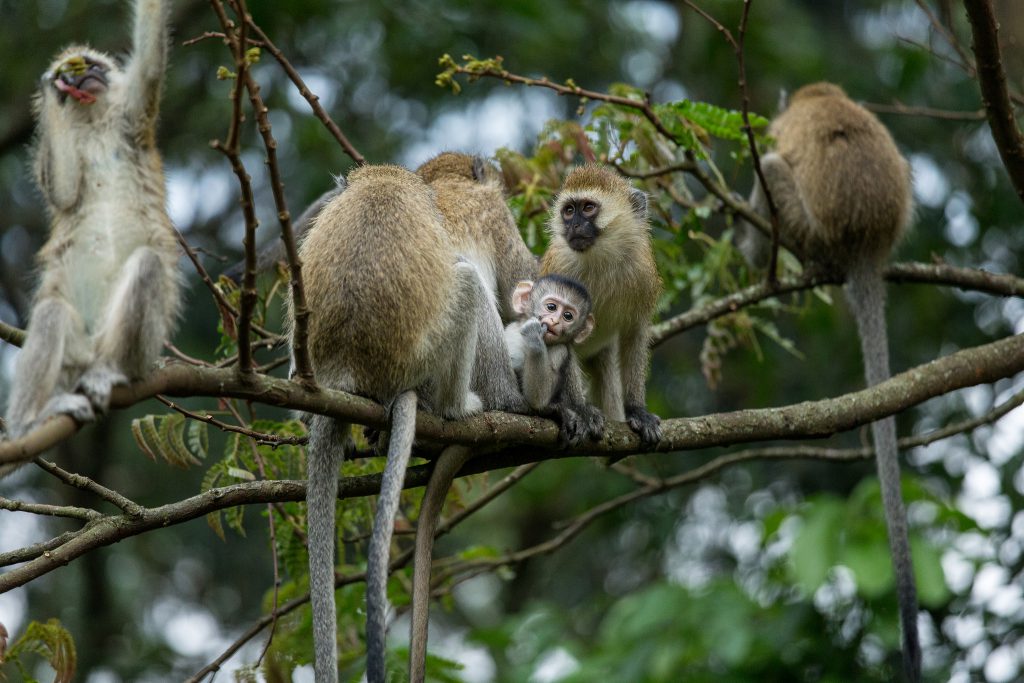 Groundbreaking research on vervet monkeys found that their primate vocalizations conveyed precise messages about predators.