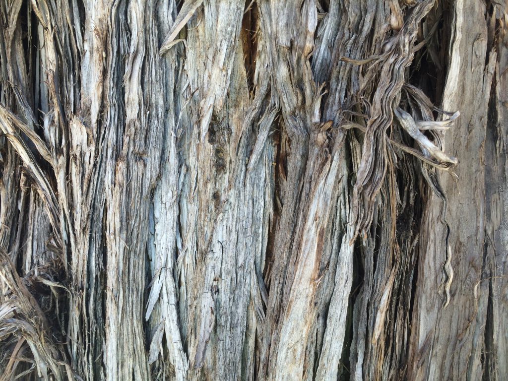 Hopis use the juniper’s coarse bark to start fires, and they bundle it to make ceremonial torches.