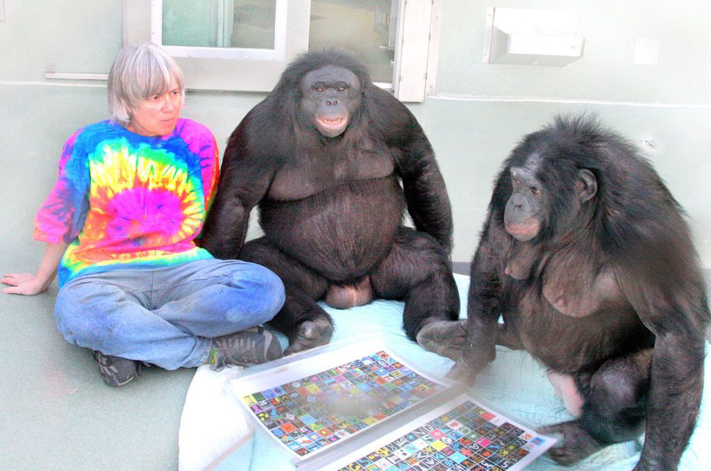 Primate vocalization - Sue Savage-Rumbaugh taught Kanzi (center), a bonobo, how to communicate using printed symbols, or lexigrams.
