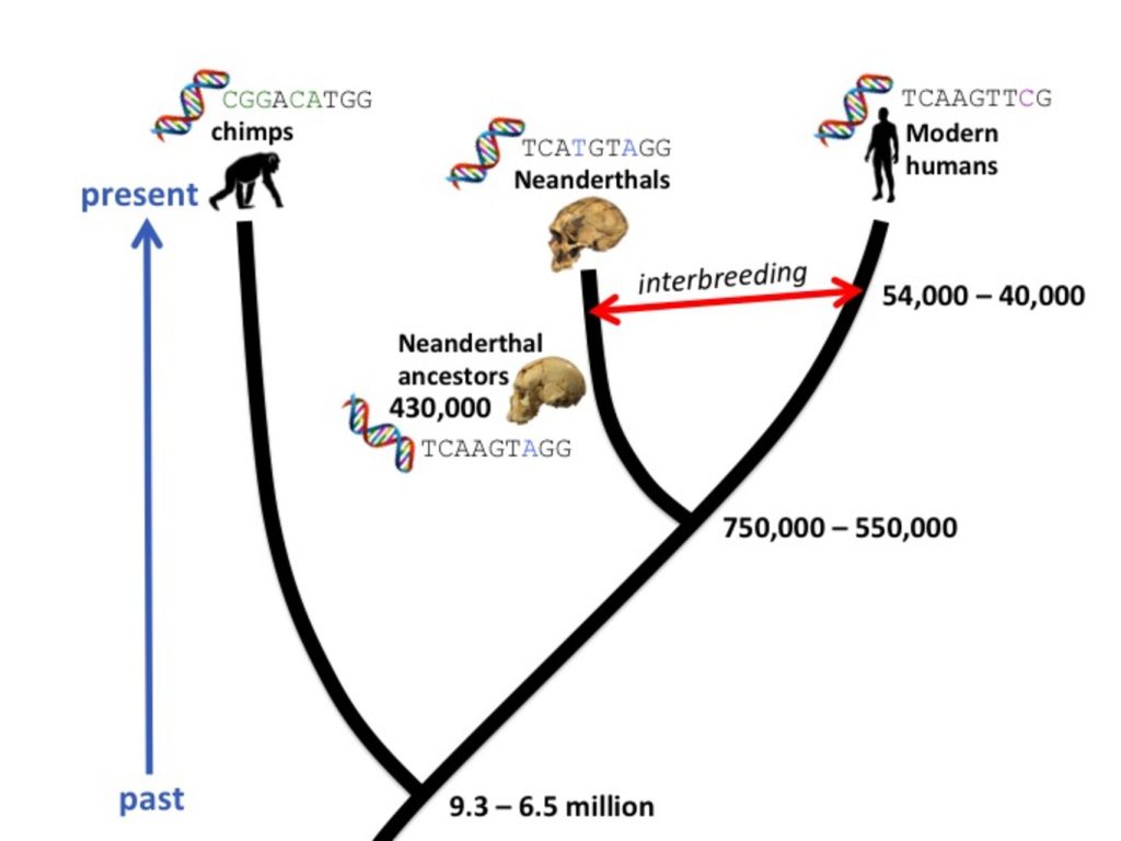 molecular clocks
