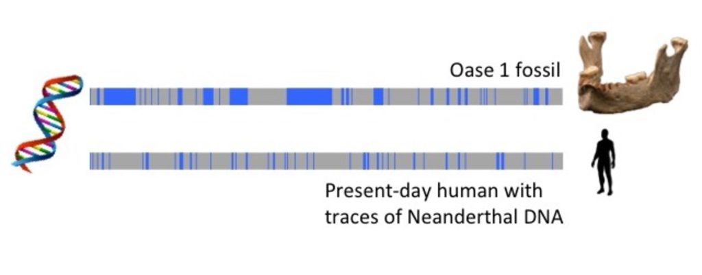 molecular clocks